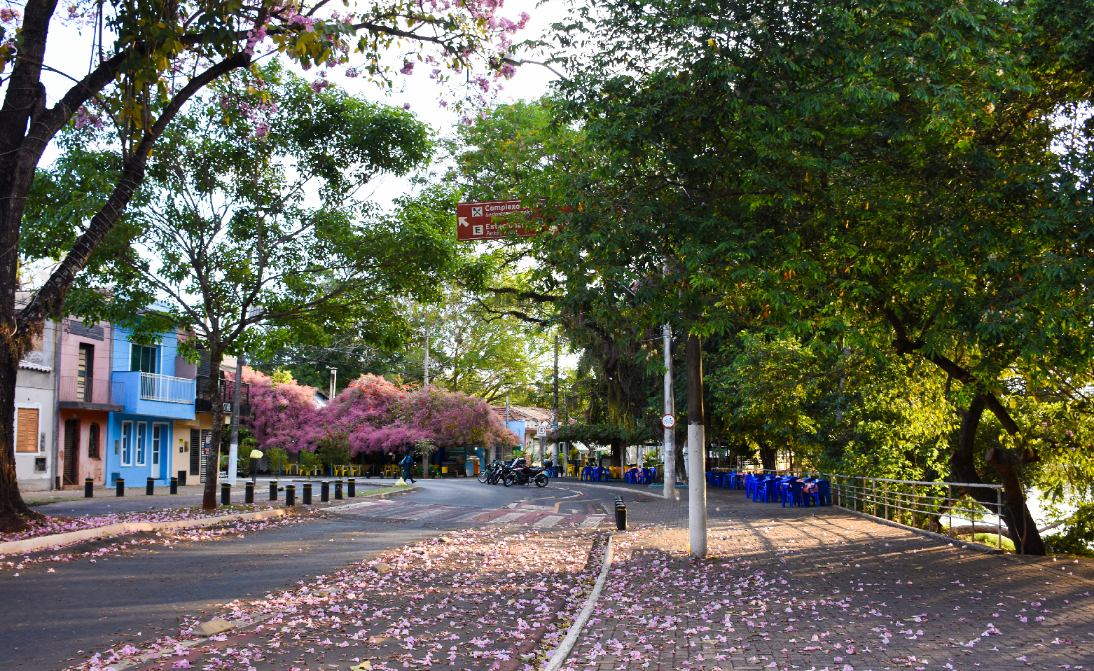 Fotografia colorida. Do lado esquerdo, algumas árvores na calçada em frente às antigas casas pintadas em cores vibrantes como azul e rosa. À direita, mais árvores e o calçadão cobertos de pequenas flores cor de rosa. Algumas flores também estão espalhadas na rua asfaltada entre as calçadas. 