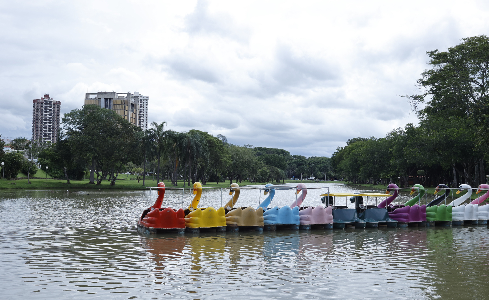 Fotografia colorida dos pedalinhos no lago do Parque João Hermann Neto. Os pedalinhos têm o formato de grandes cisnes, que estão virados com o rabo para nós e os  bicos em direção à margem oposta. Cada um possui uma cor: vermelho, amarelo, marrom claro, azul claro, rosa, roxo, verde ou branco. Têm o pescoço alongado, fazendo um 'S' e estão lado a lado, flutuando nas águas calmas do lago. Nas margens, gramados, árvores e arbustos. Ao longe, no lado esquerdo da imagem e parcialmente encoberto pelas copas das árvores, está o prédio da prefeitura.