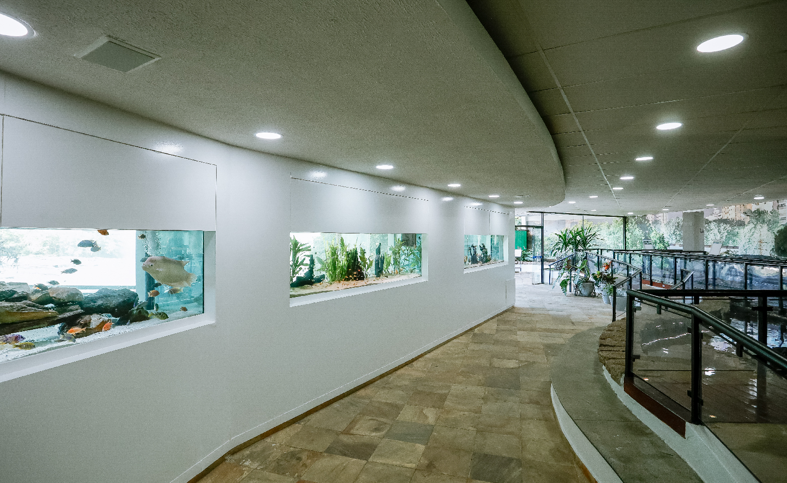 Fotografia colorida do interior do Aquário Municipal. À esquerda, três grandes aquários retangulares em uma parede branca. À direita, uma das passarelas de piso de madeira e rampa de concreto. Entre a parede e a passarela, o piso de pedras quadradas em tons de bege. 